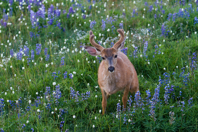 Mule Deer In WIldflowers
