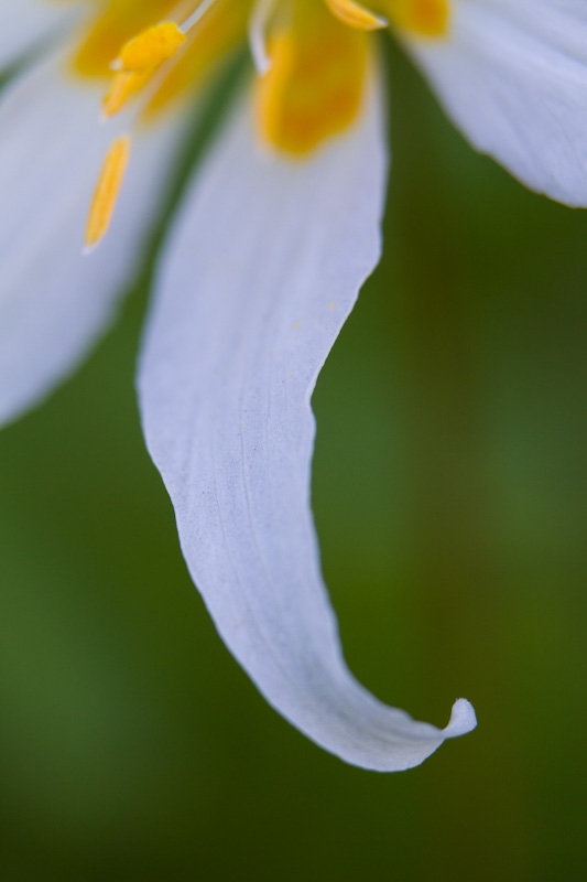 Avalanche Lily Detail