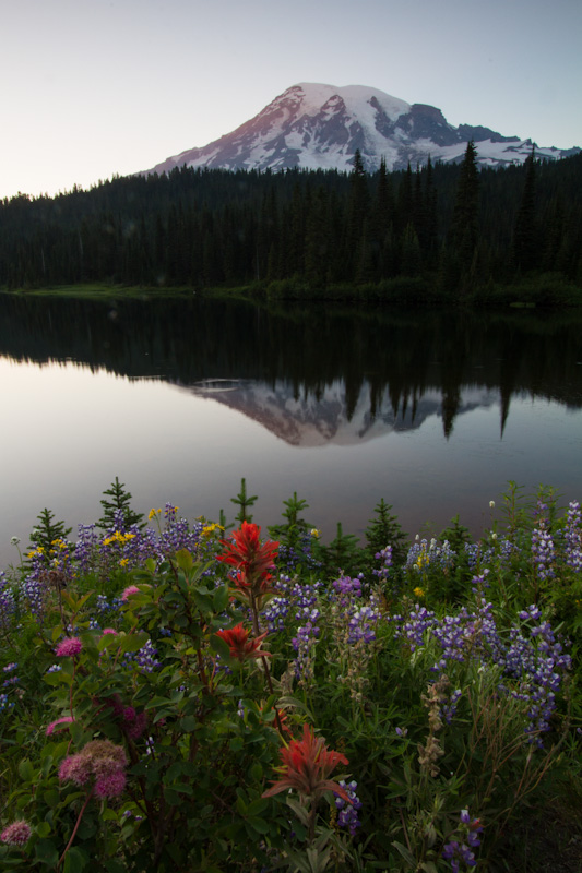 Wildflowers And Mount Rainier Reflected In Reflection Lake