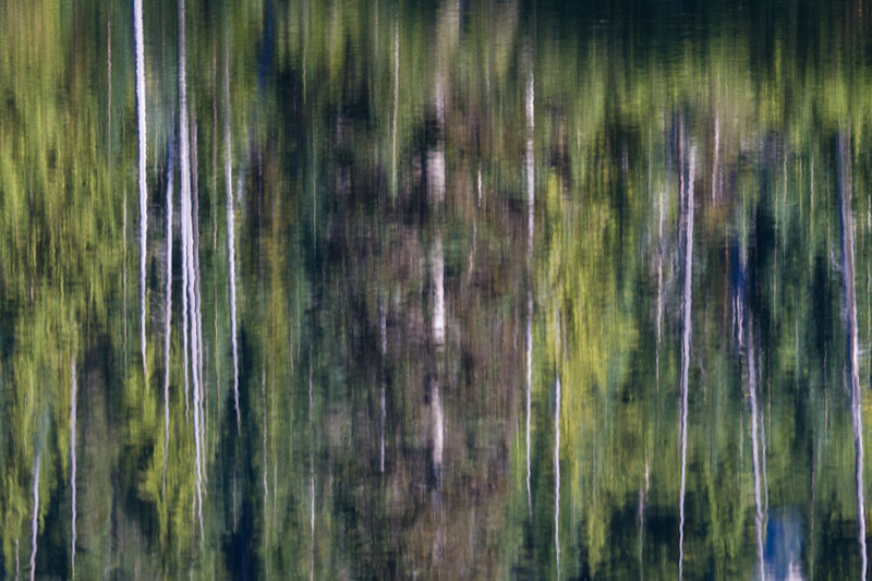 Reflection Of Trees In Bench Lake