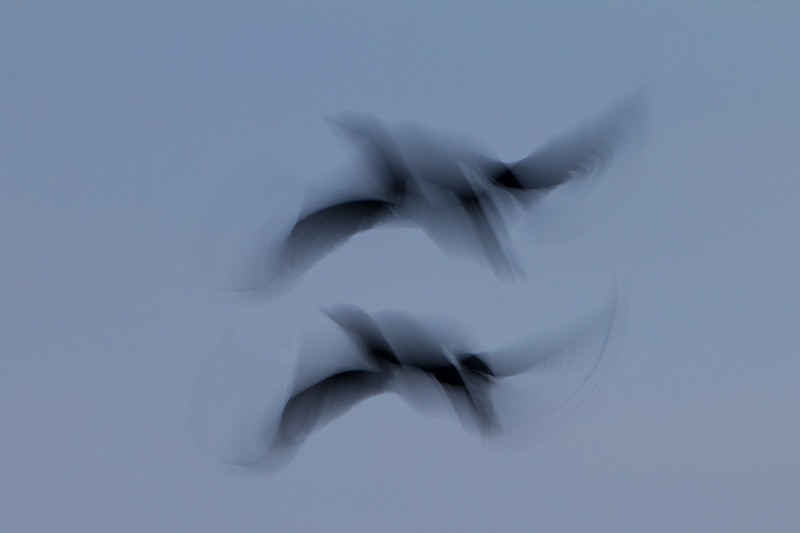 Double Crested Cormorant In Flight