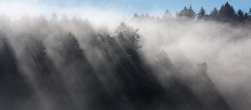 Trees Through Fog