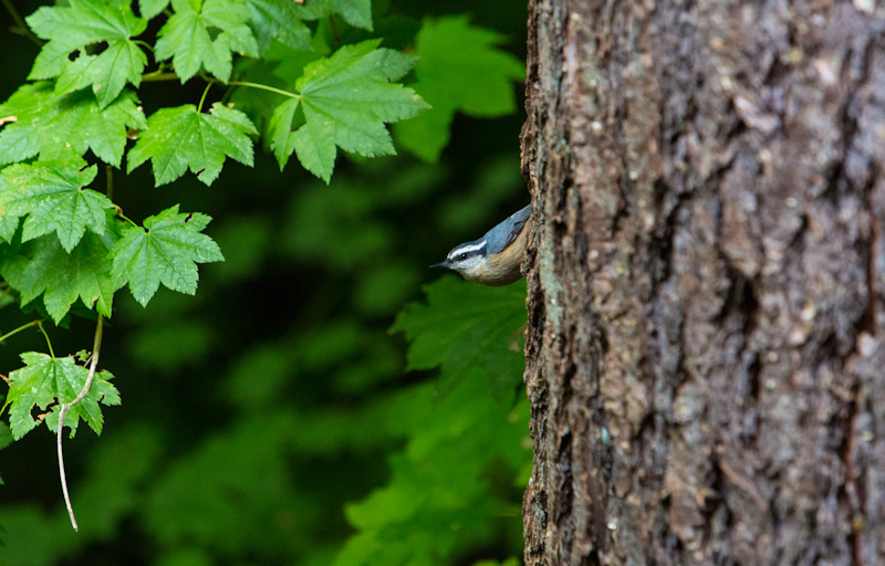 Red-Breated Nuthatch On Tree