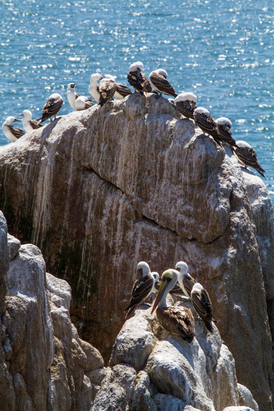 Peruvian Boobies And Peruvian Pelican On Seastack
