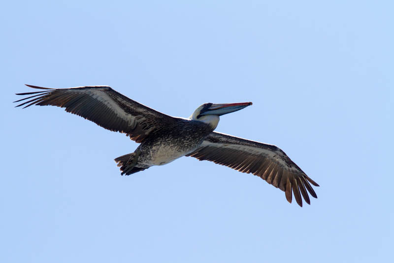 Peruvian Pelican In Flight