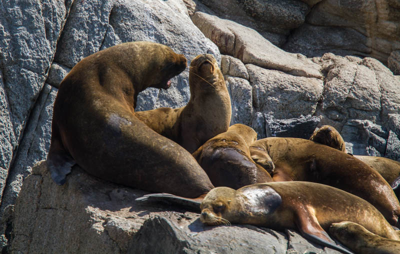South American Sealions