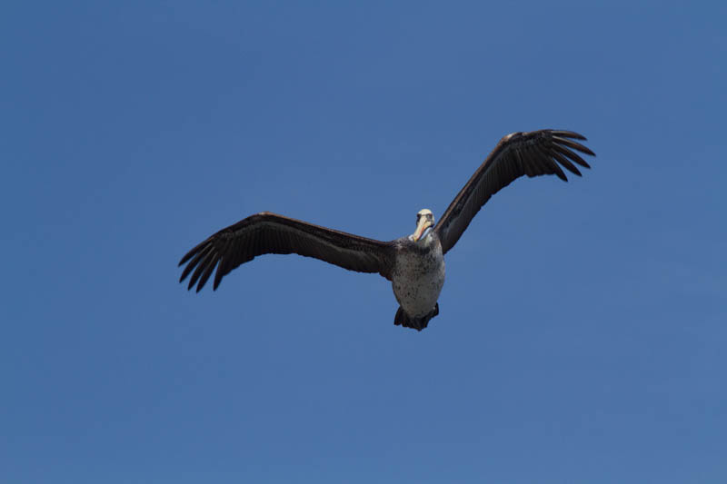 Peruvian Pelican In Flight