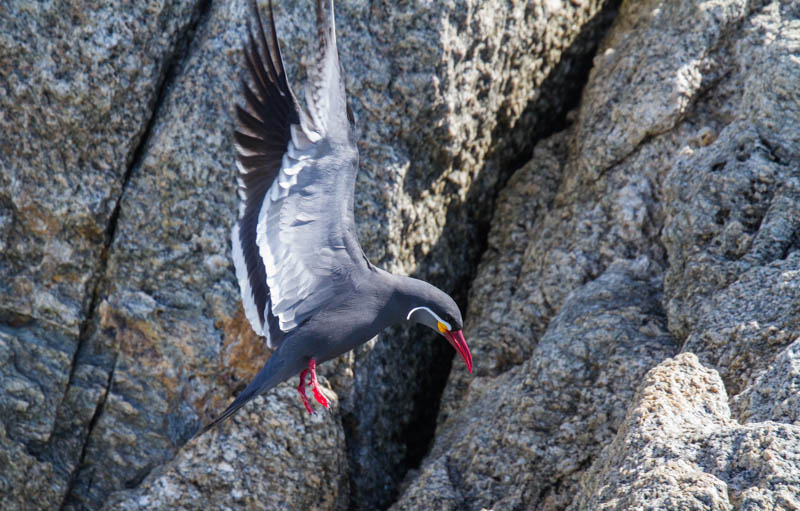 Inca Tern In Flight