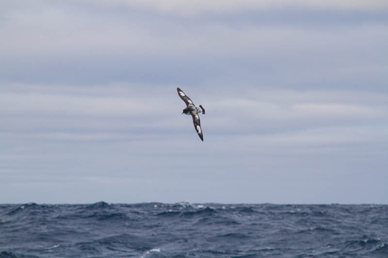 Cape Petrel In Flight