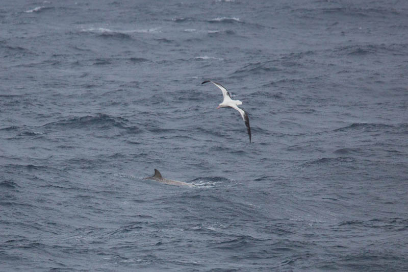 Cuviers Beaked Whale And Wandering Albatross In Flight