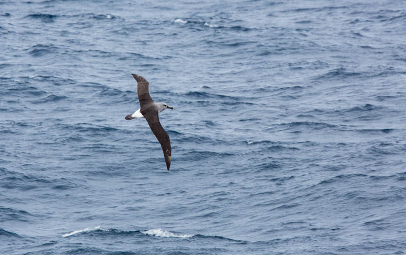Gray-Headed Albatross In Flight