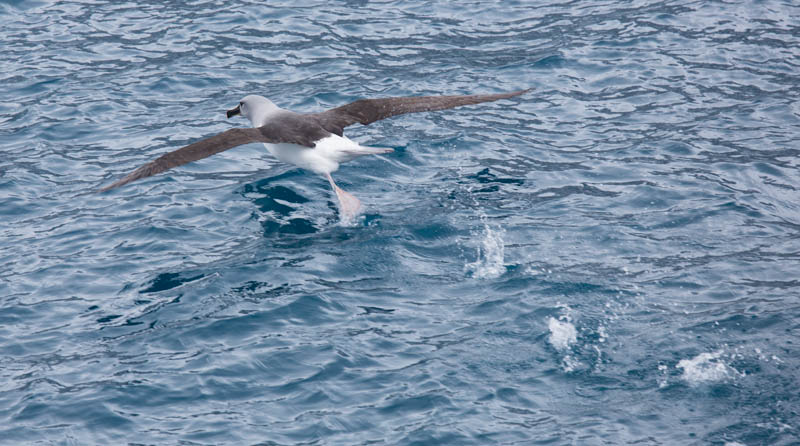 Gray-Headed Albatross Taking Flight