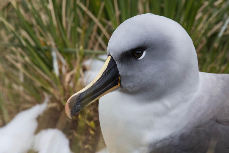 Gray-Headed Albatross
