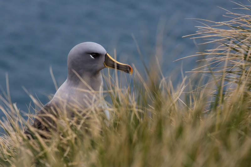 Gray-Headed Albatross
