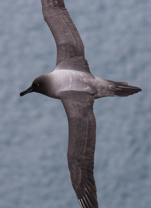Light-Mantled Sooty Albatross In Flight