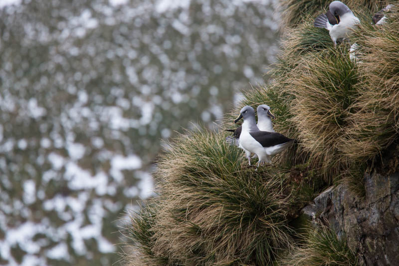 Gray-Headed Albatross Courting