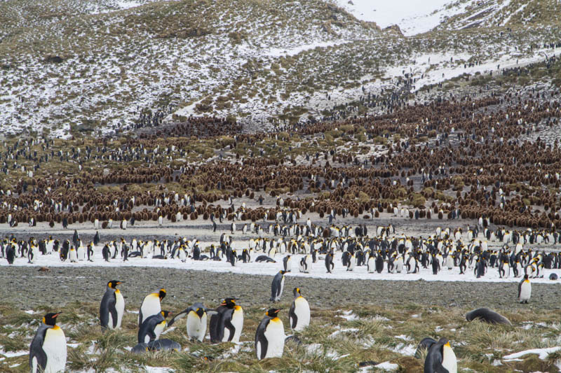 King Penguin Colony