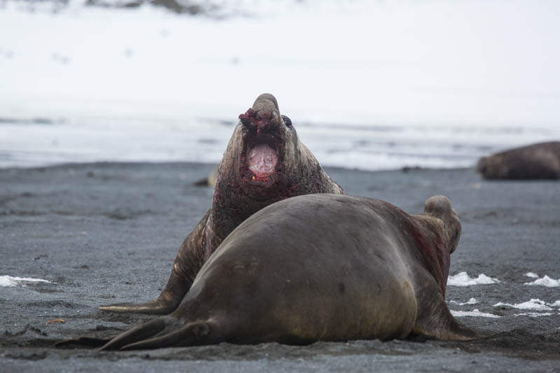 Southern Elephant Seals Fighting