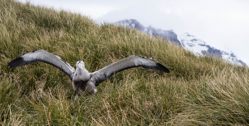 Juvenile Wandering Albatross