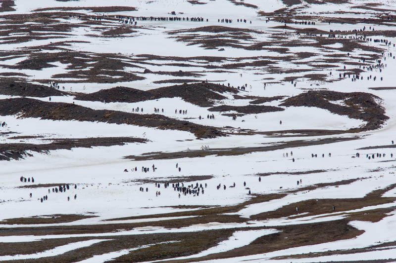 King Penguins On Snow Covered Flats