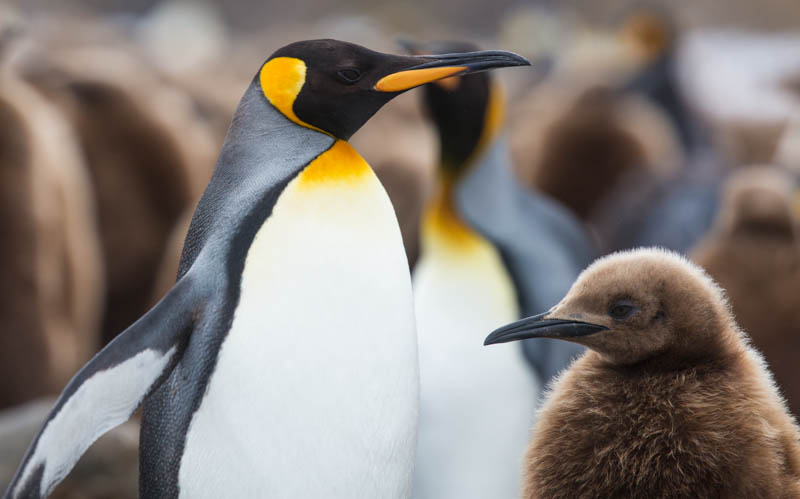 King Penguin With Chick