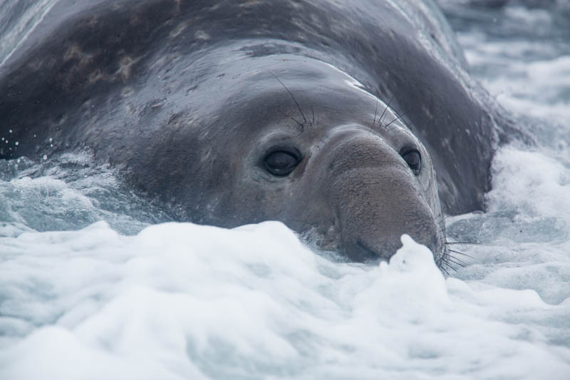 Southern Elephant Seal In Surf