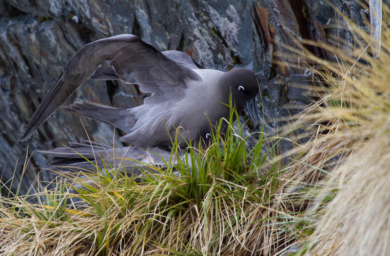 Light-Mantled Sooty Albatross Mating