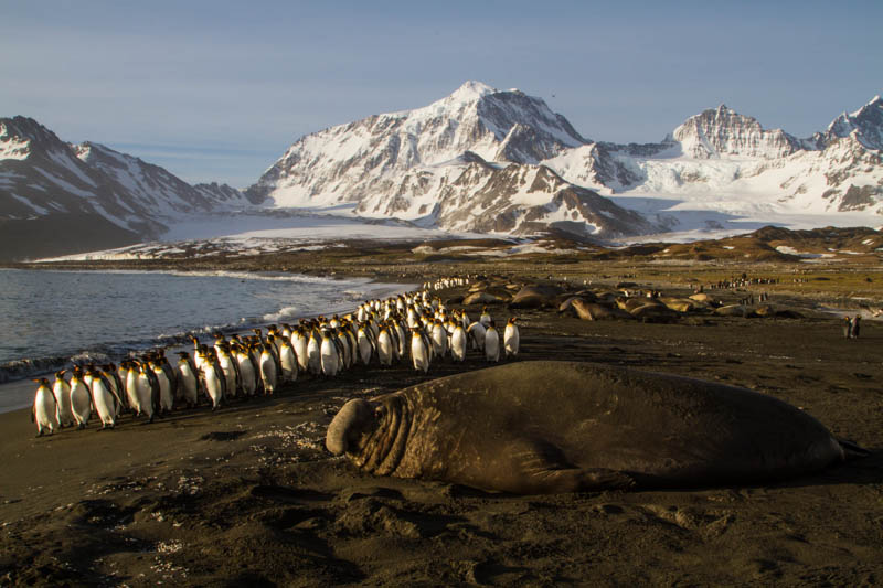 Southern Elephant Seal And King Penguins On Beach