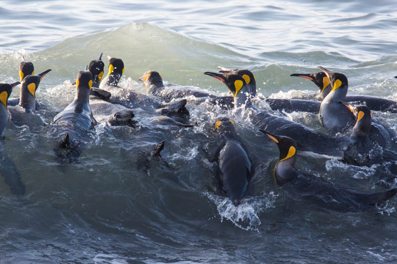 King Penguins In Surf
