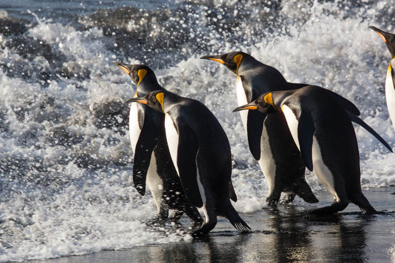 King Penguins In Surf