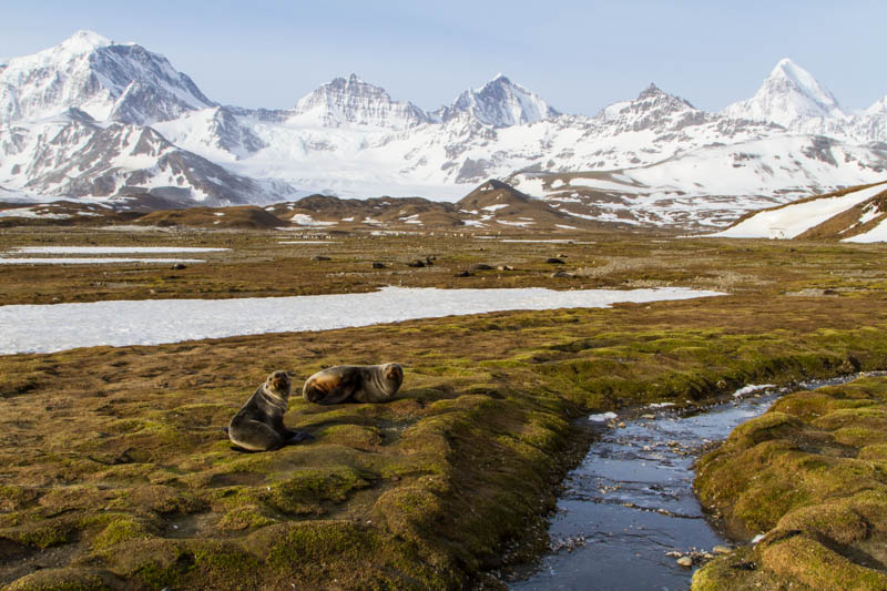 Antarctic Fur Seals And Peaks
