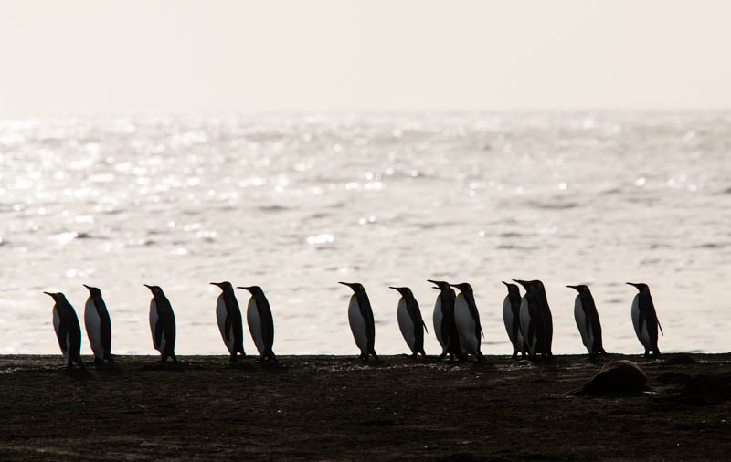 King Penguins On Beach