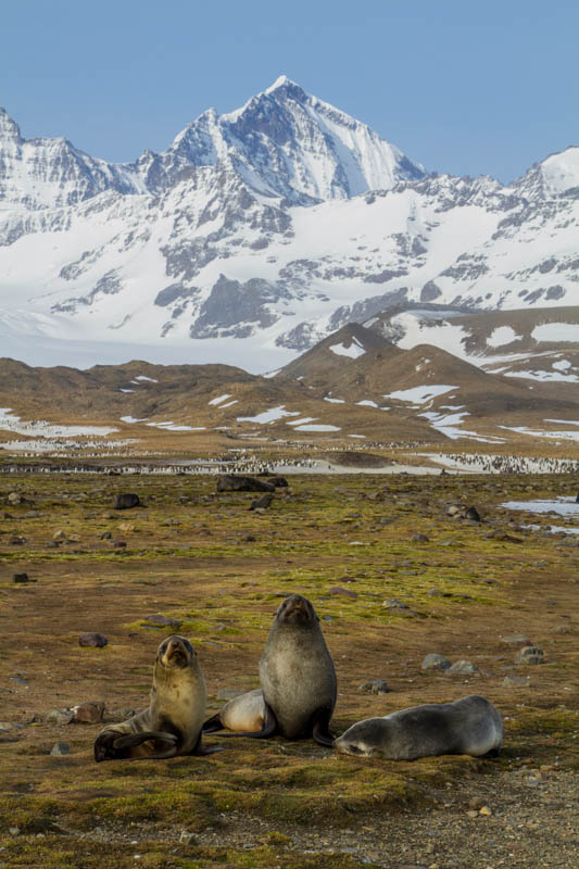 Antarctic Fur Seals And Peaks