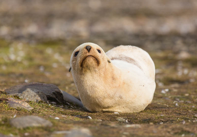 Blonde Morph Antartic Fur Seal