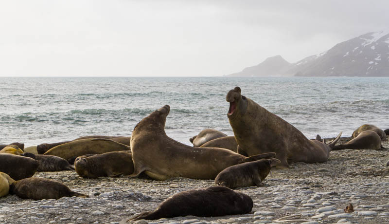 Southern Elephant Seals Fighting