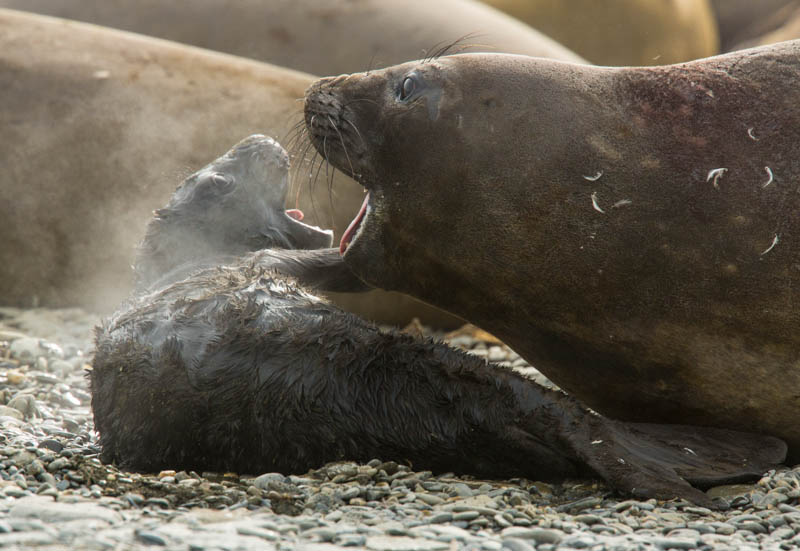 Southern Elephant Seals With Newborn Pup