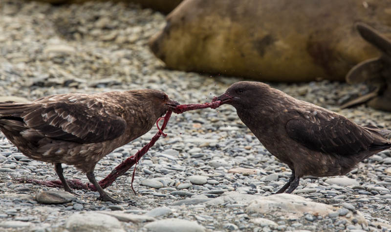 Brown Skuas Fighting Over Southern Elephant Seal Placenta