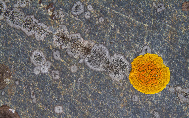Lichen On Rock