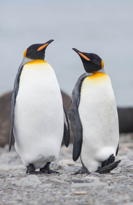 KIng Penguins