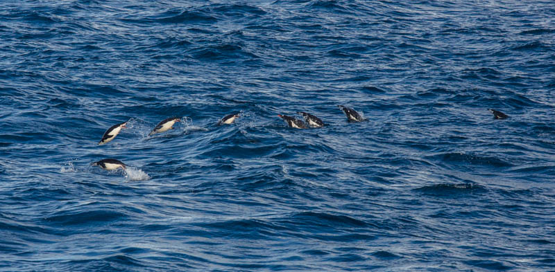 Gentoo And Chinstrap Penguins Porpoising