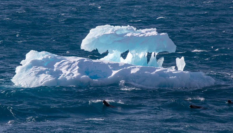 Iceberg And Antarctic Fur Seals