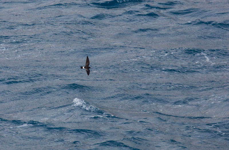 Black-Bellied Storm Petrel In Flight