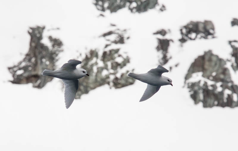 Snow Petrels In Flight