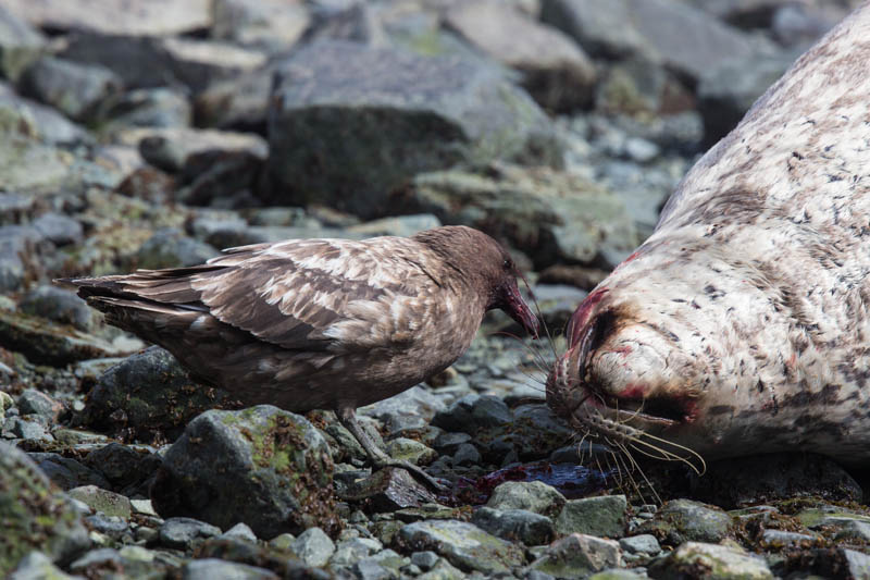 Brown Skua Scavenging Weddell Seal Carcass