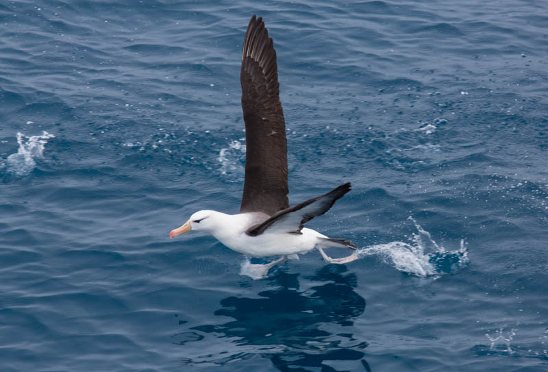 Black-Browed Albatross Taking Flight