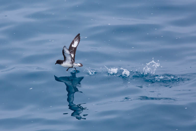 Cape Petrel Taking Flight