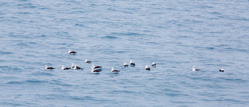 Raft Of Black-Browed Albatross