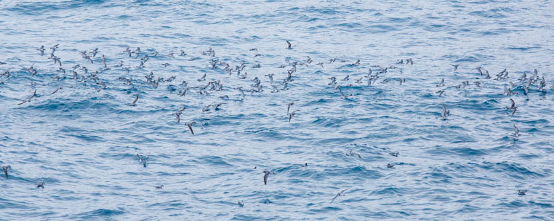 Flock Of Antartic Prions In Flight
