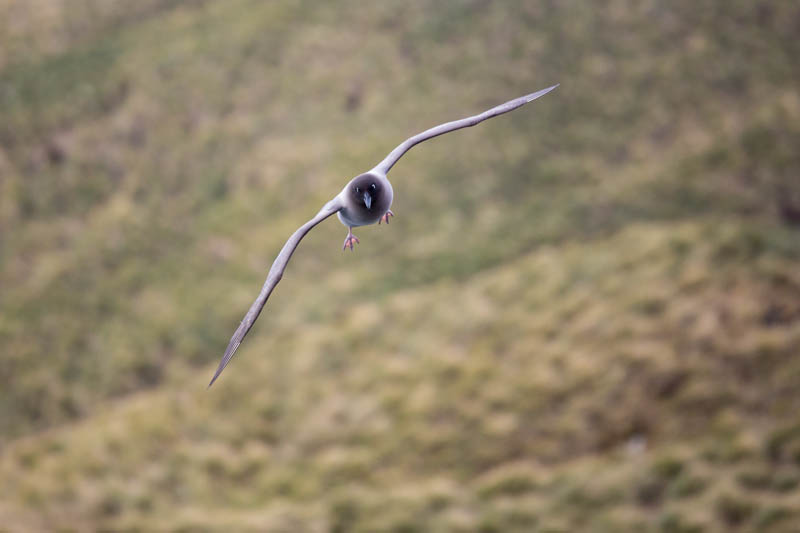 Light-Mantled Sooty Albatross In Flight