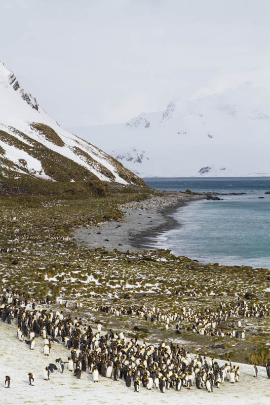King Penguins On Beach